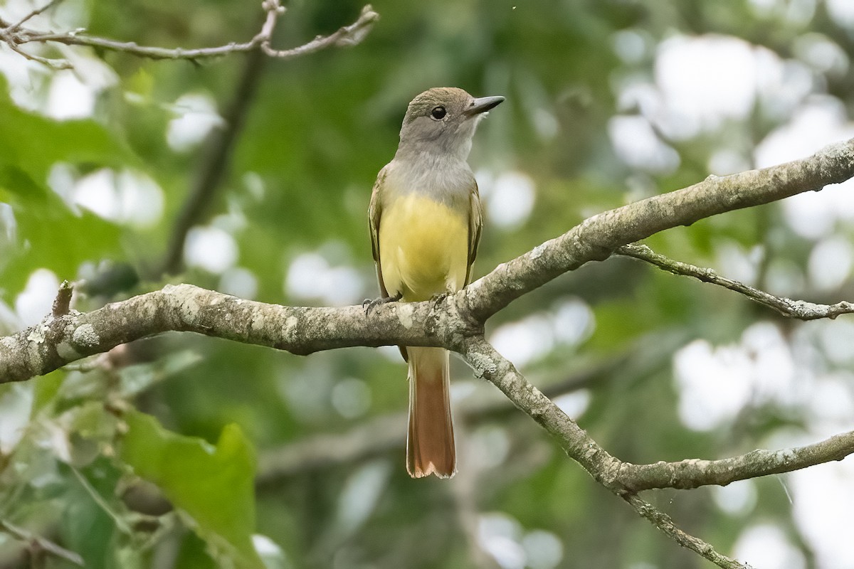 Great Crested Flycatcher - ML620429415