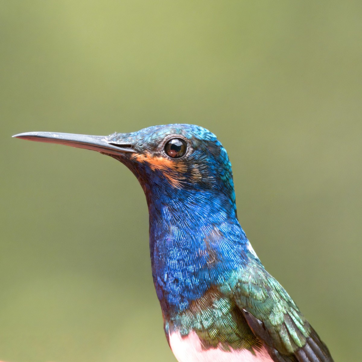 Colibrí Nuquiblanco - ML620429418