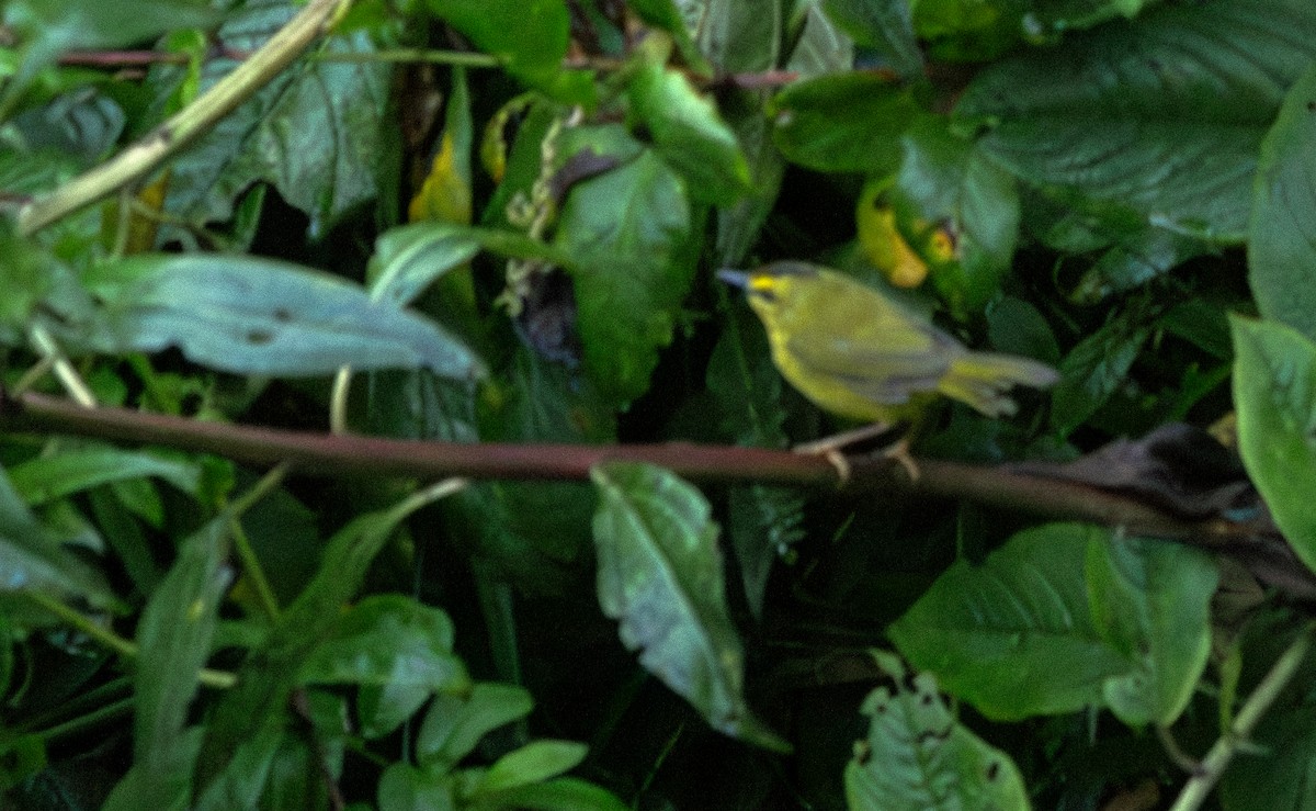 Black-crested Warbler - ML620429426