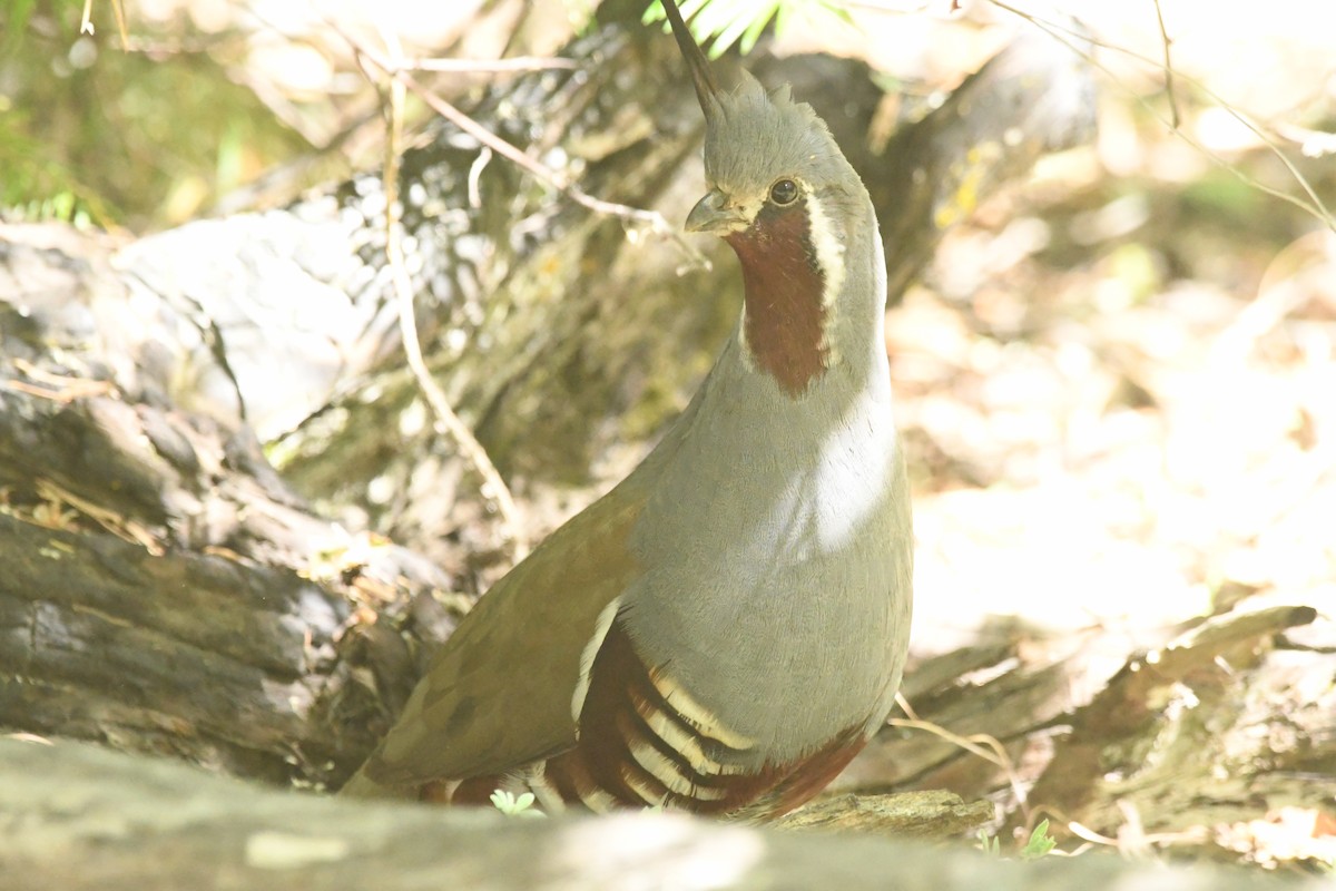 Mountain Quail - ML620429445