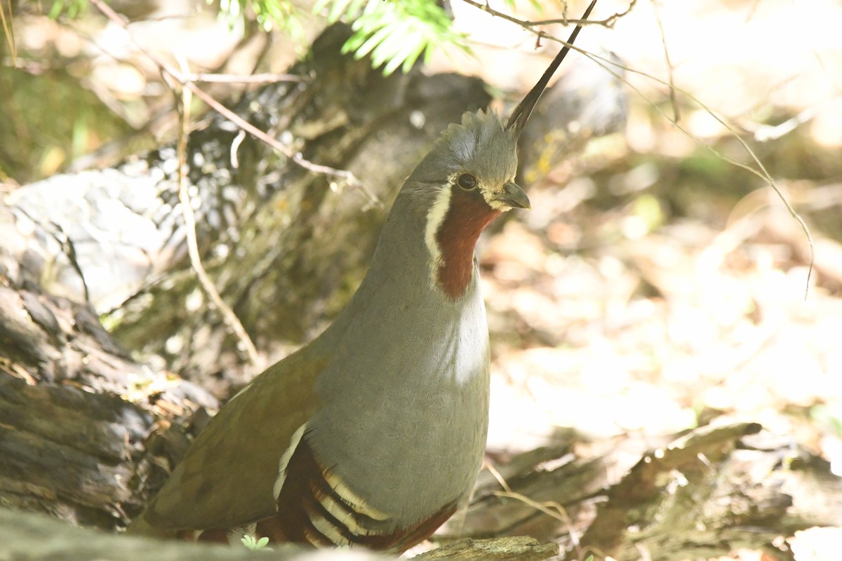 Mountain Quail - ML620429447