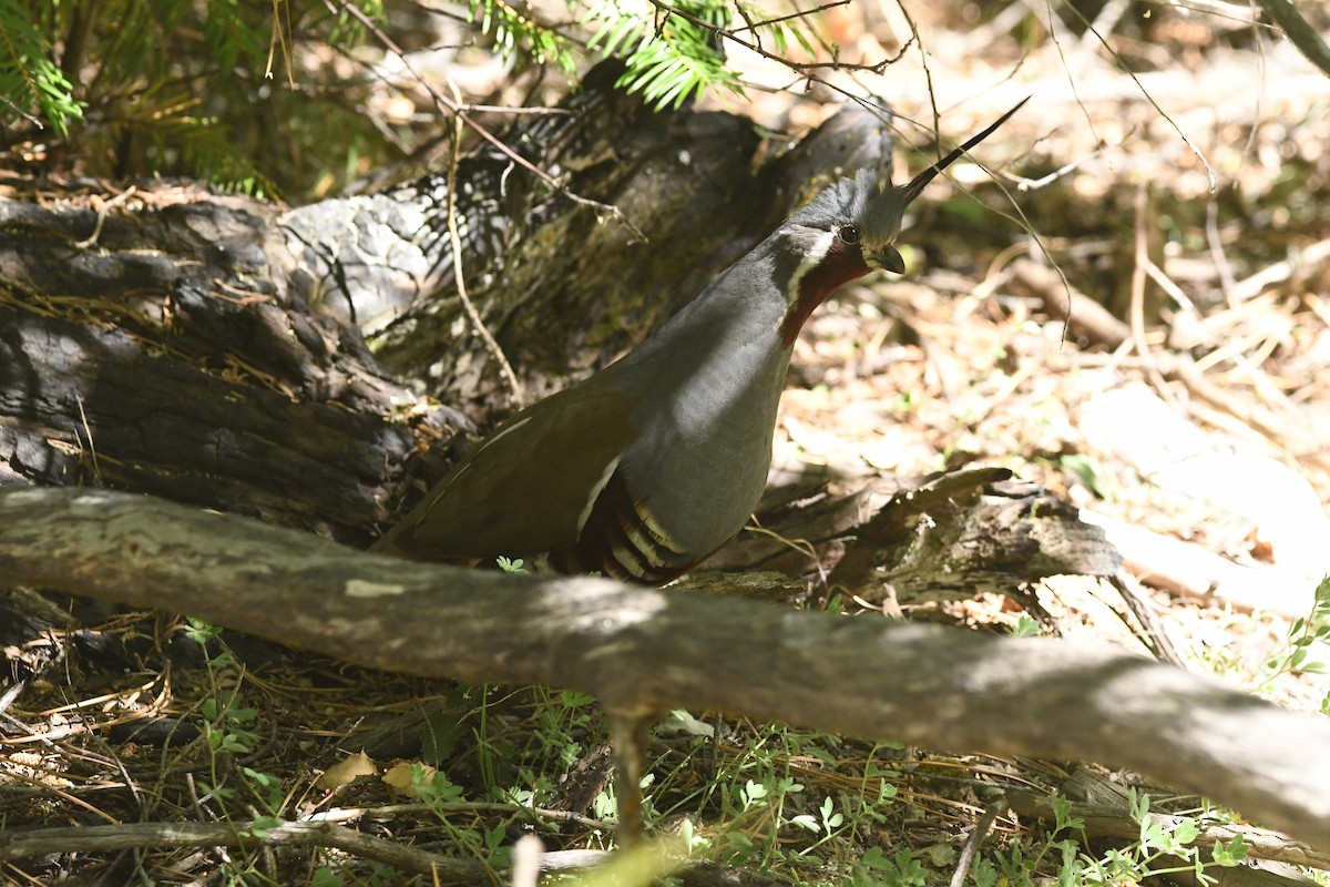 Mountain Quail - ML620429448