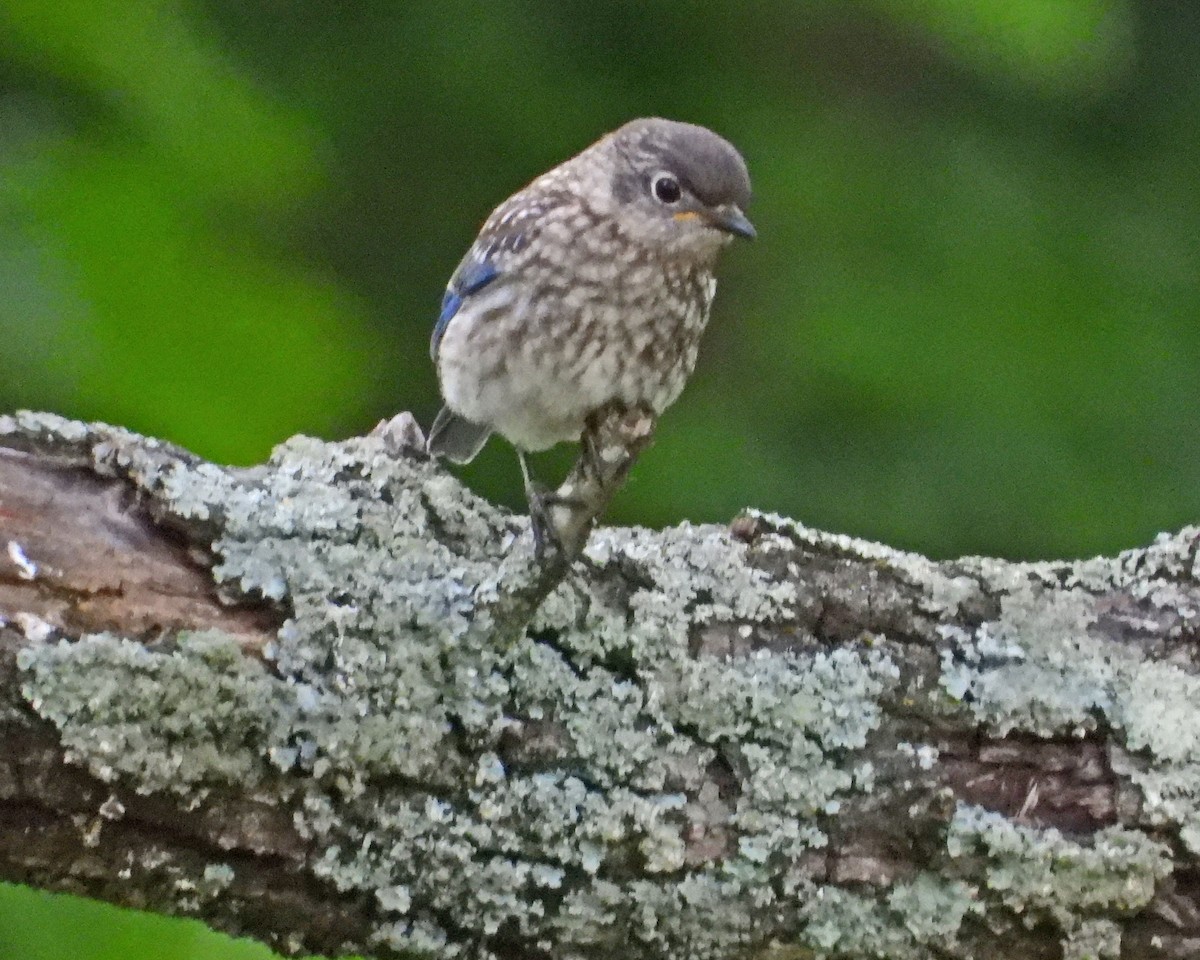 Eastern Bluebird - ML620429451