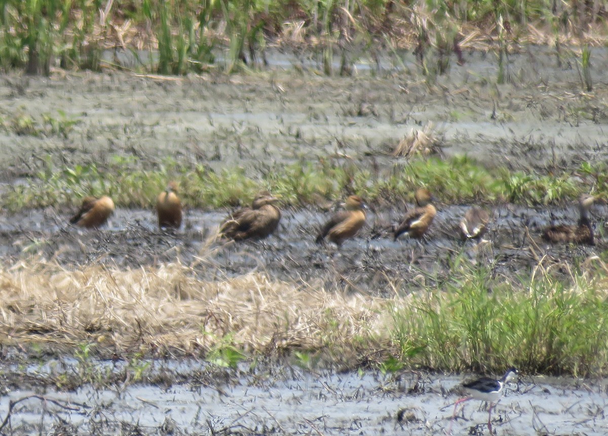 Fulvous Whistling-Duck - ML620429454