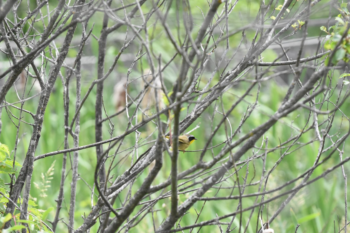 Common Yellowthroat - ML620429459