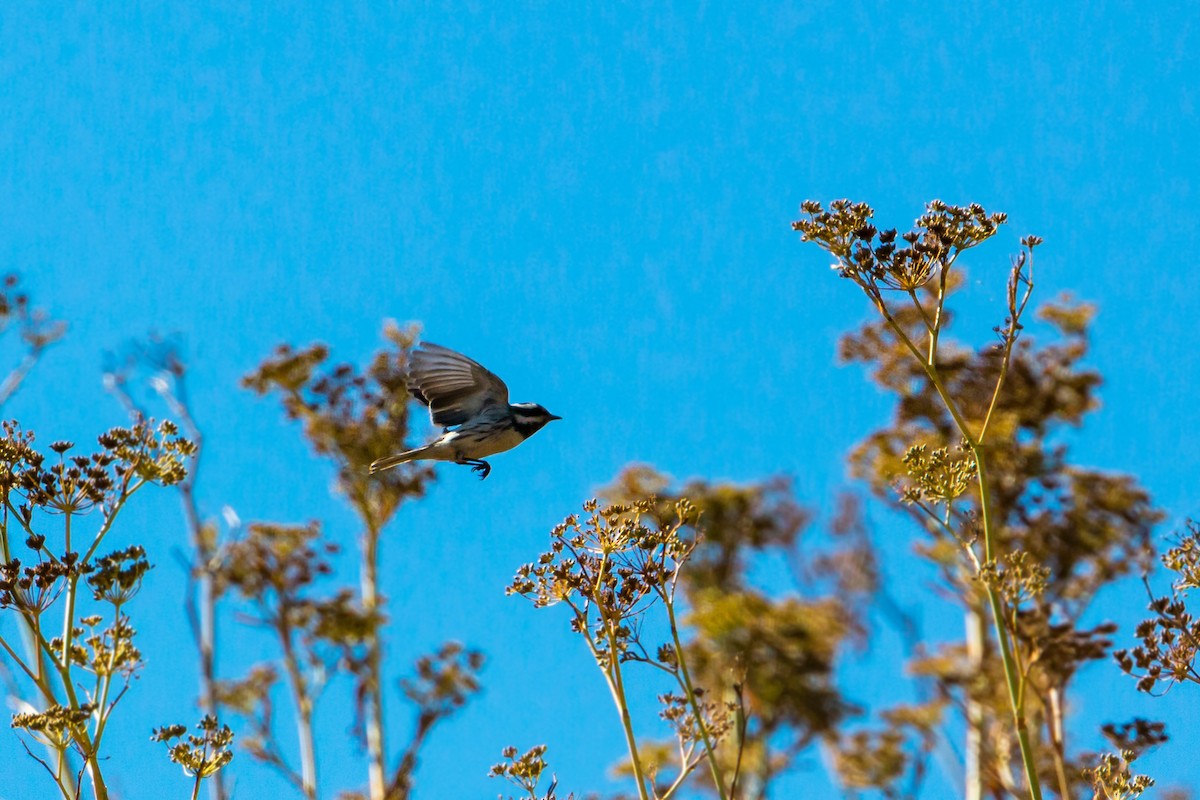 Black-throated Gray Warbler - ML620429461