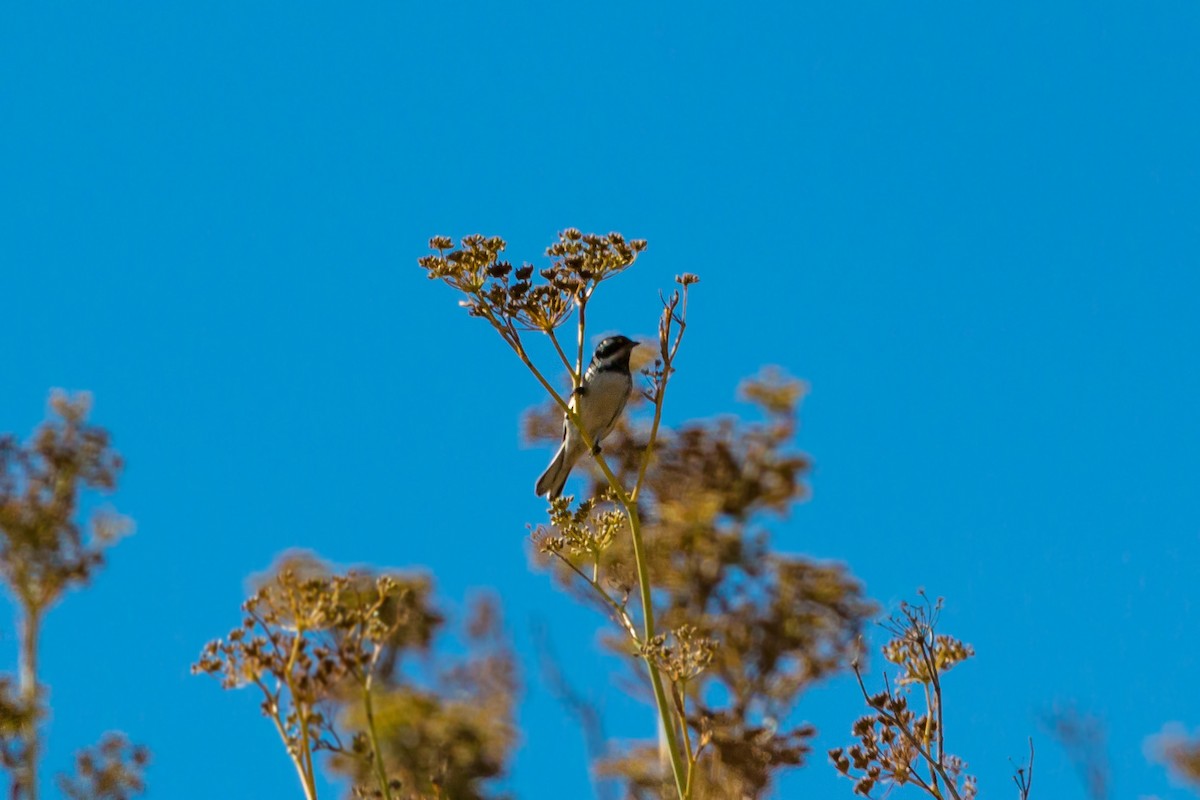 Black-throated Gray Warbler - ML620429466