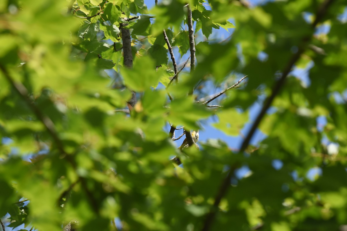 American Redstart - ML620429468