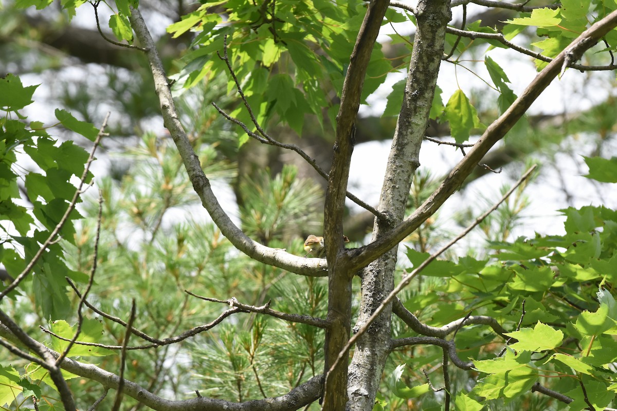 American Redstart - ML620429469