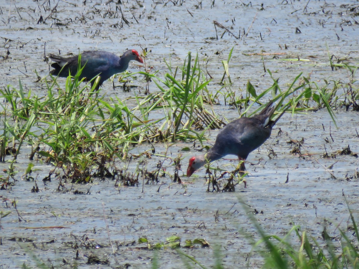 Gray-headed Swamphen - ML620429472