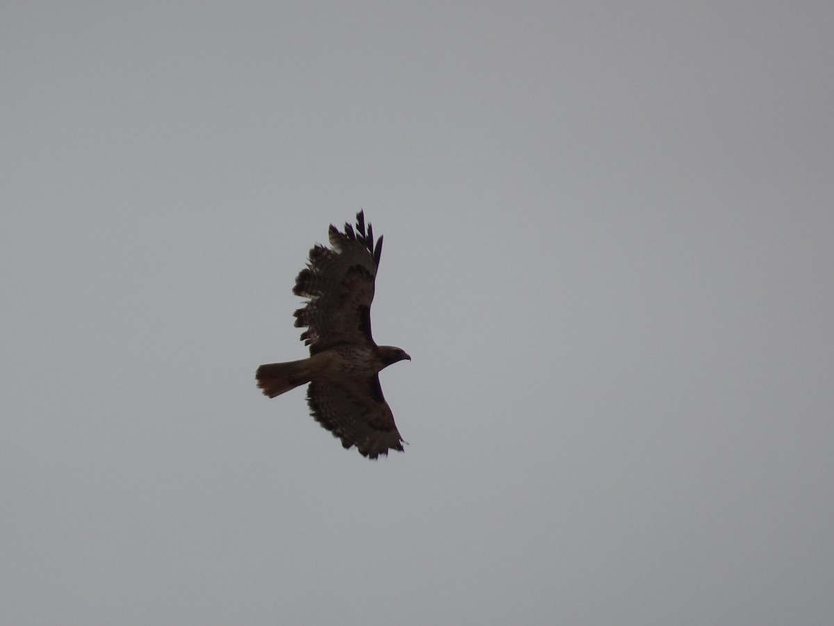 Red-tailed Hawk - ML620429473