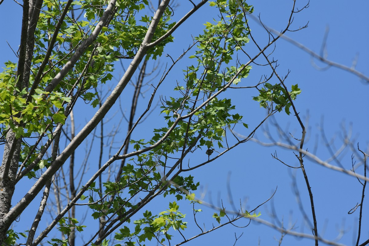 Chestnut-sided Warbler - ML620429476