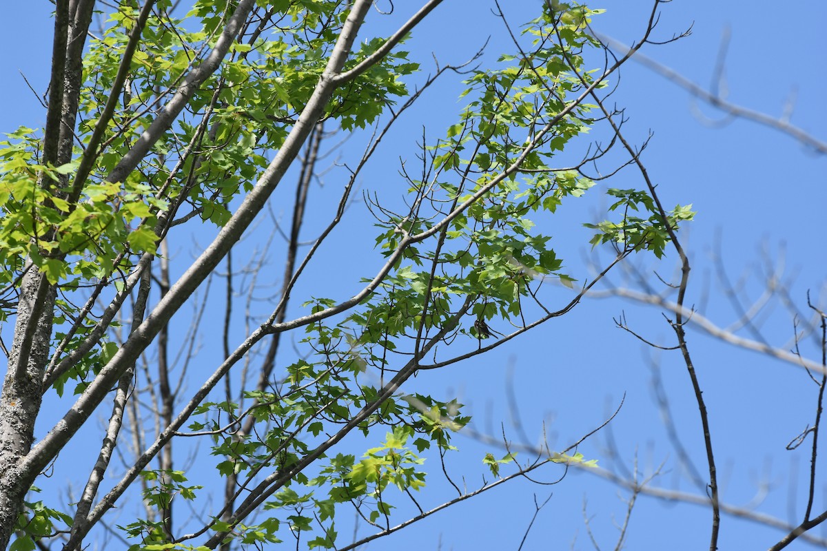 Chestnut-sided Warbler - ML620429477