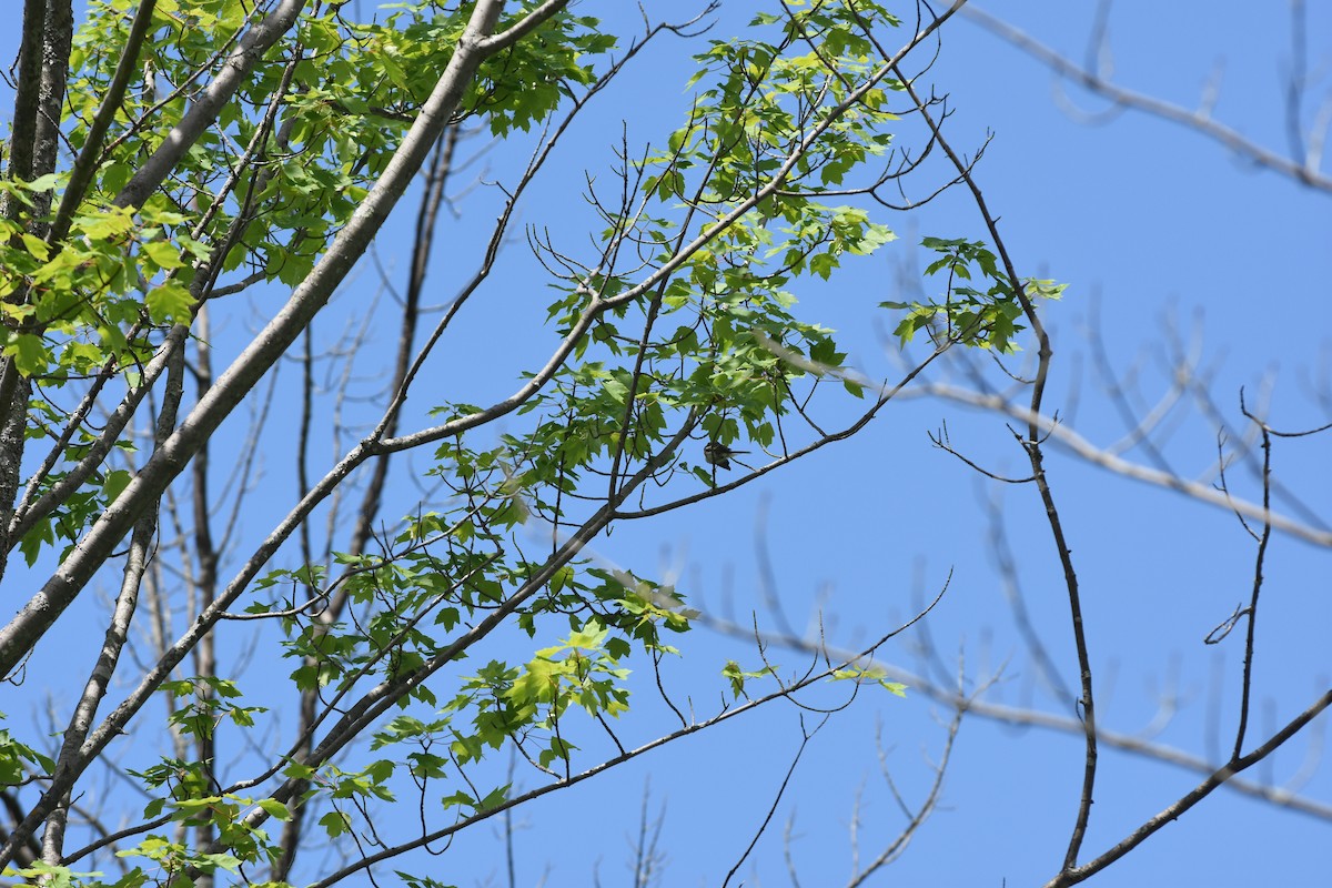 Chestnut-sided Warbler - ML620429479