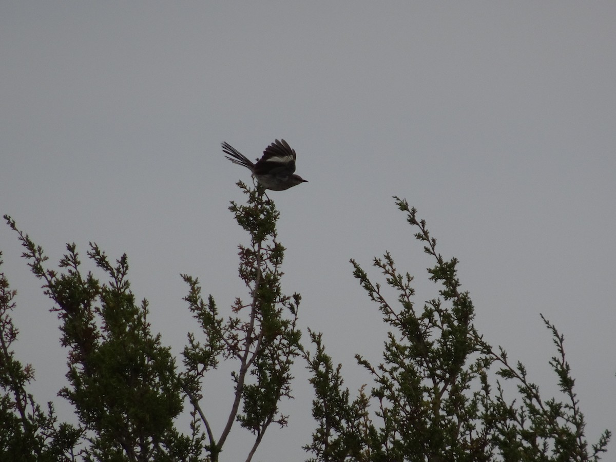 Northern Mockingbird - ML620429482