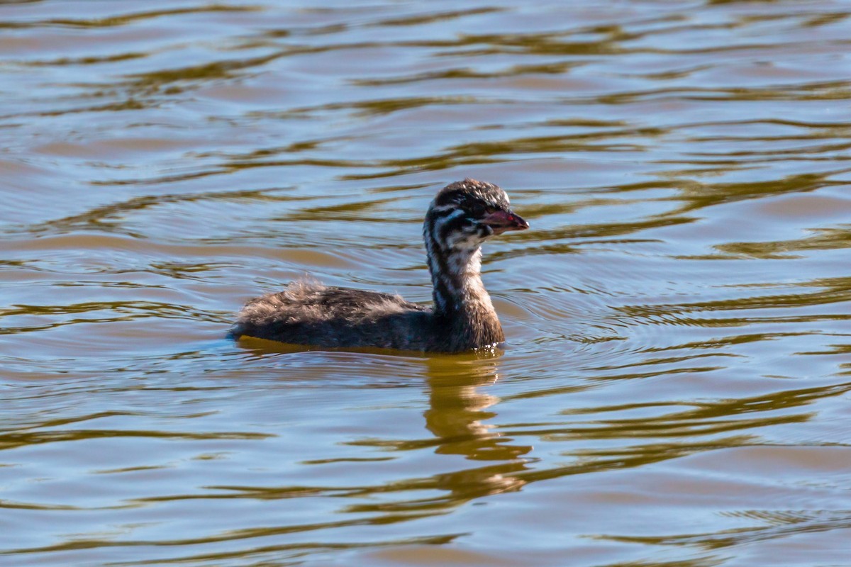 Pied-billed Grebe - ML620429484