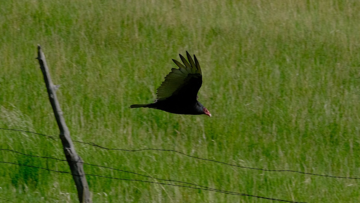 Turkey Vulture - ML620429485