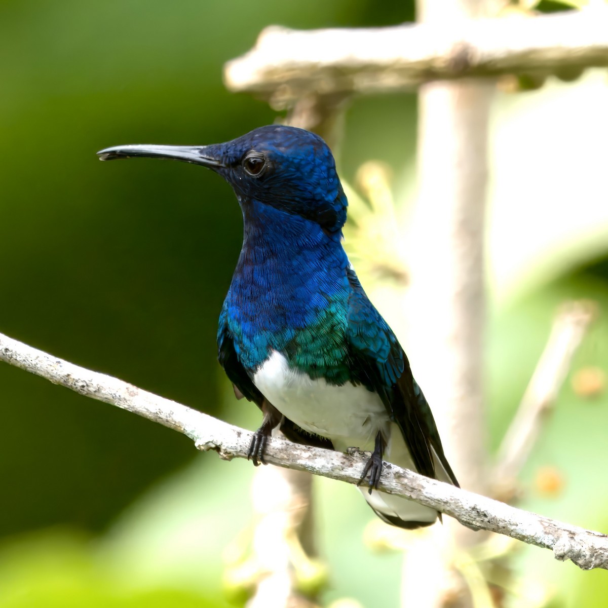 White-necked Jacobin - ML620429494