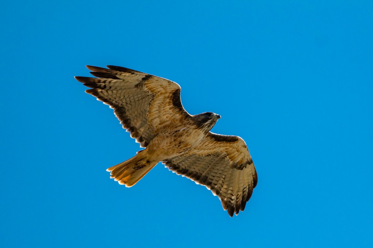 Red-tailed Hawk - ML620429495