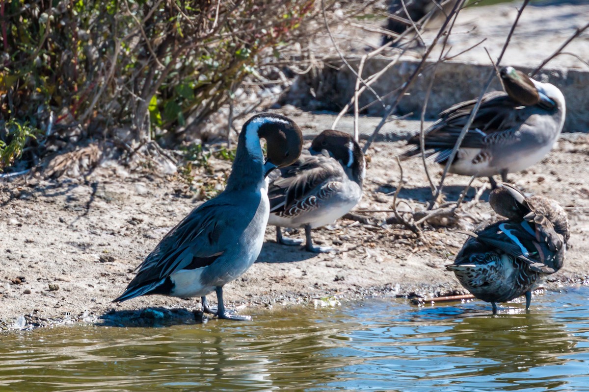 Canard pilet - ML620429498