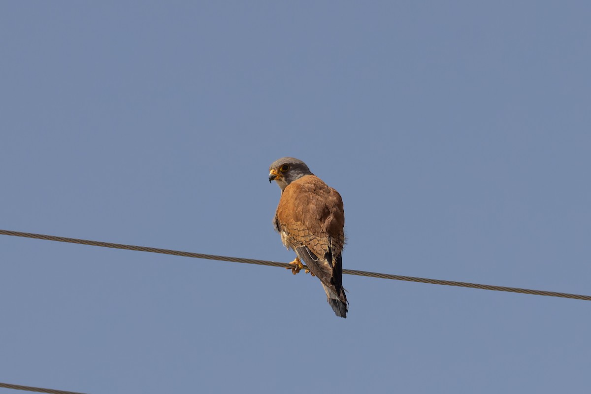 Lesser Kestrel - ML620429504