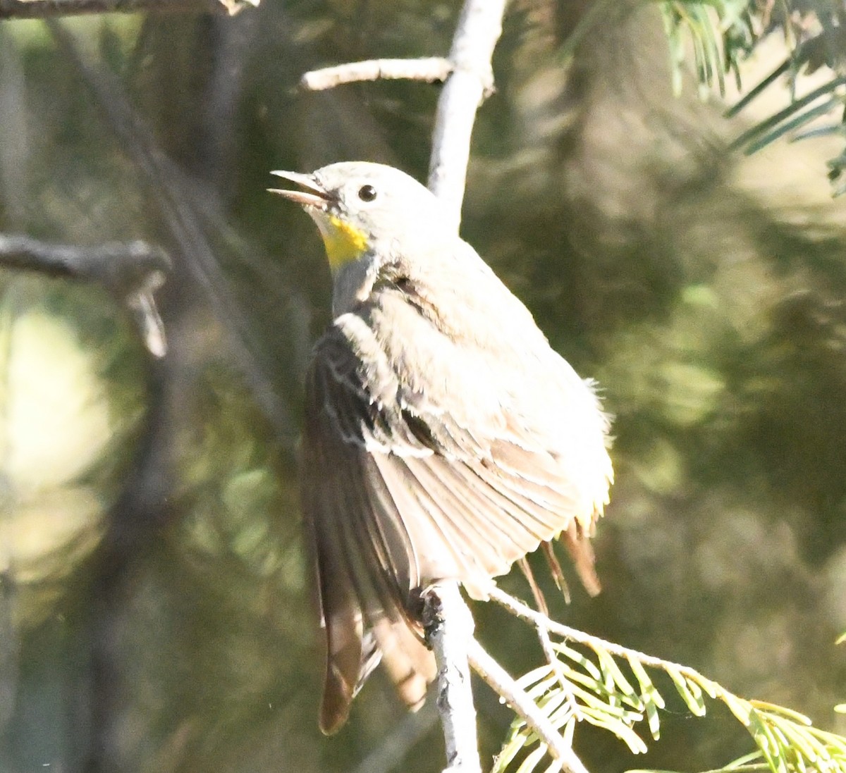 Yellow-rumped Warbler (Audubon's) - ML620429507