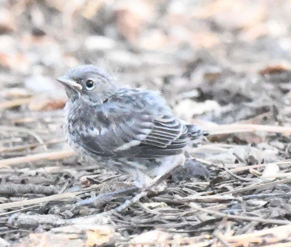 Yellow-rumped Warbler (Audubon's) - ML620429508