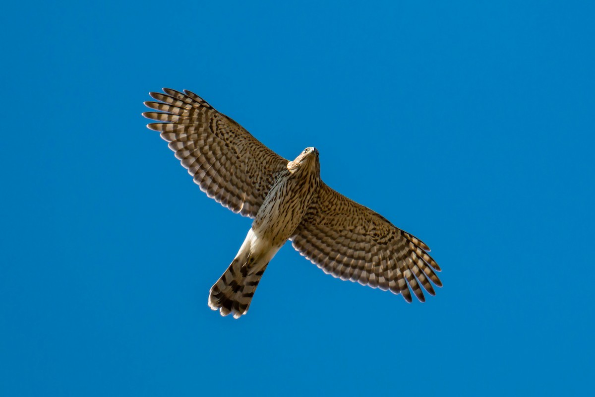 Cooper's Hawk - ML620429511