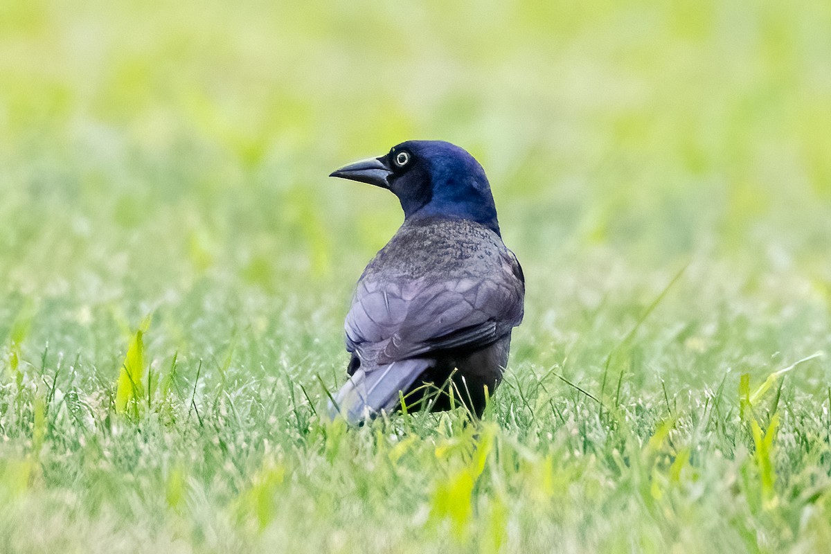 Common Grackle - ML620429516