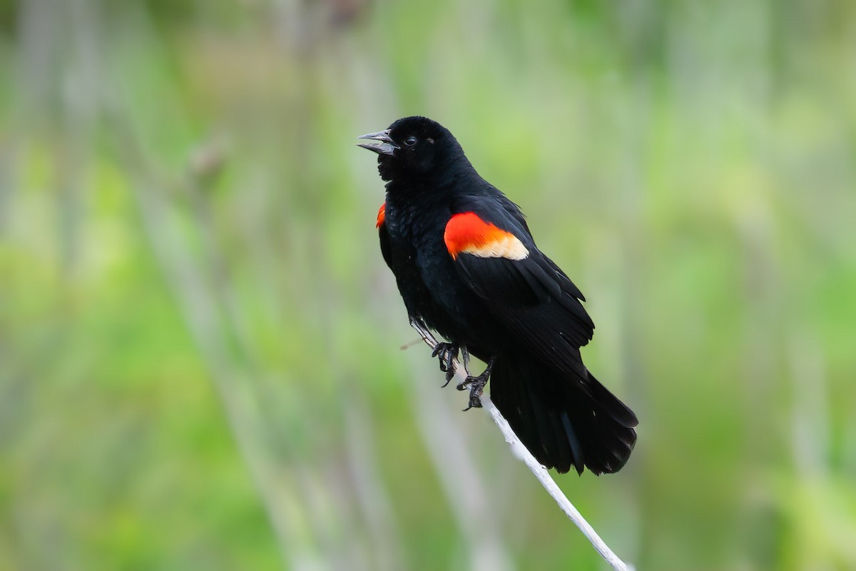 Red-winged Blackbird - ML620429519