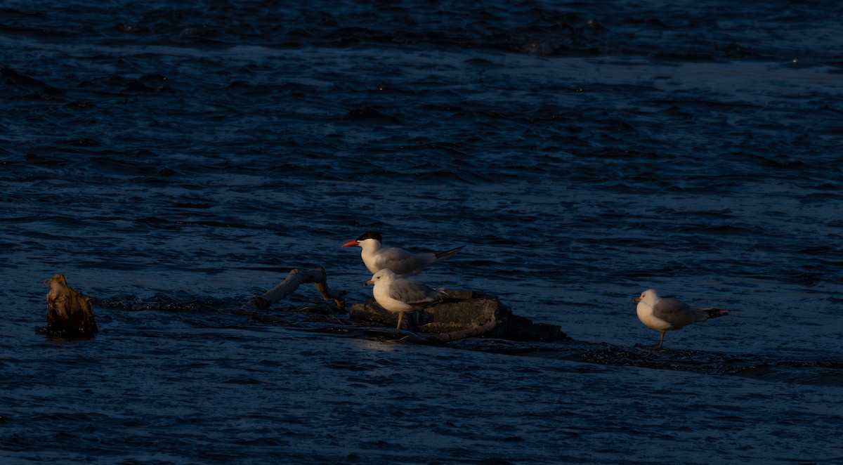 Caspian Tern - ML620429520