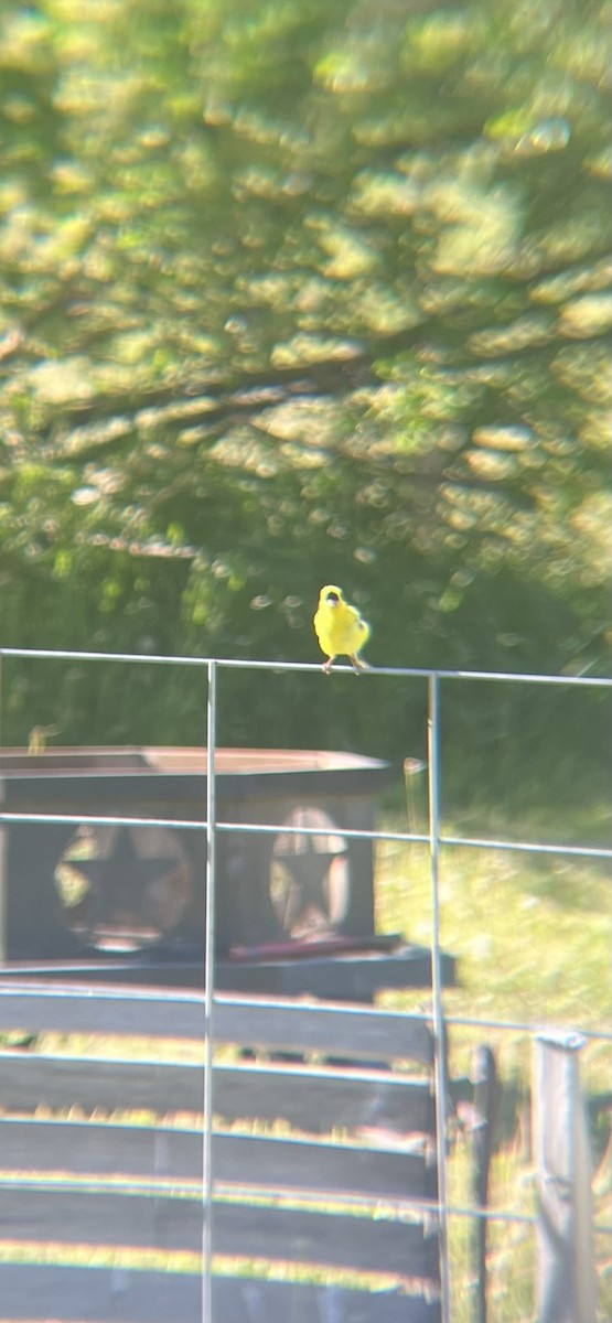 American Goldfinch - ML620429522