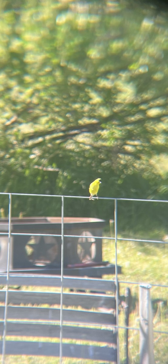 American Goldfinch - ML620429524