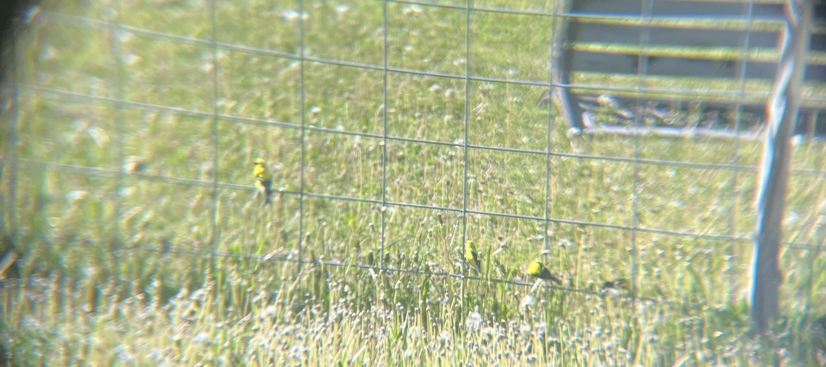 American Goldfinch - ML620429525