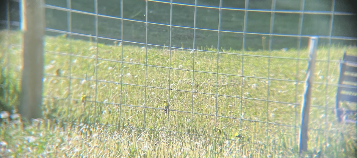 American Goldfinch - ML620429526