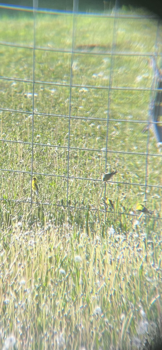 American Goldfinch - ML620429528