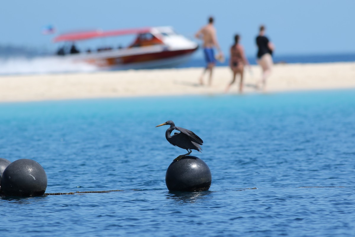 Pacific Reef-Heron - ML620429530