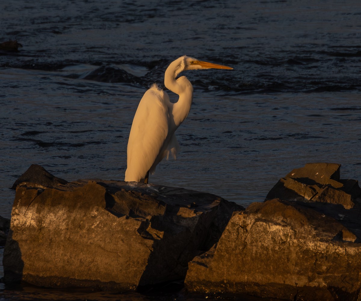 Great Egret - ML620429534