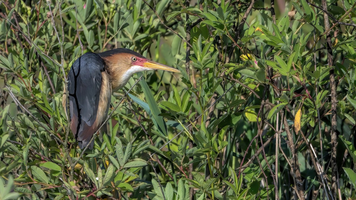 Least Bittern - ML620429536