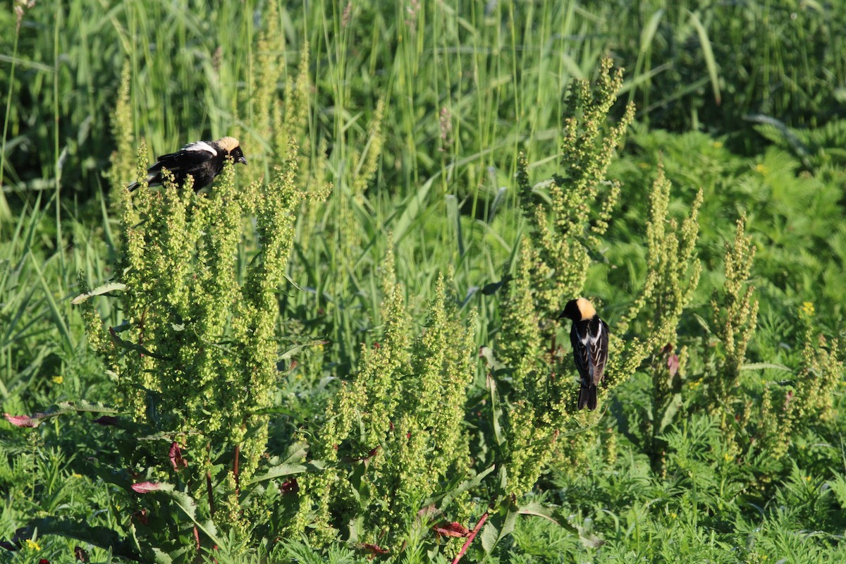 bobolink americký - ML620429537