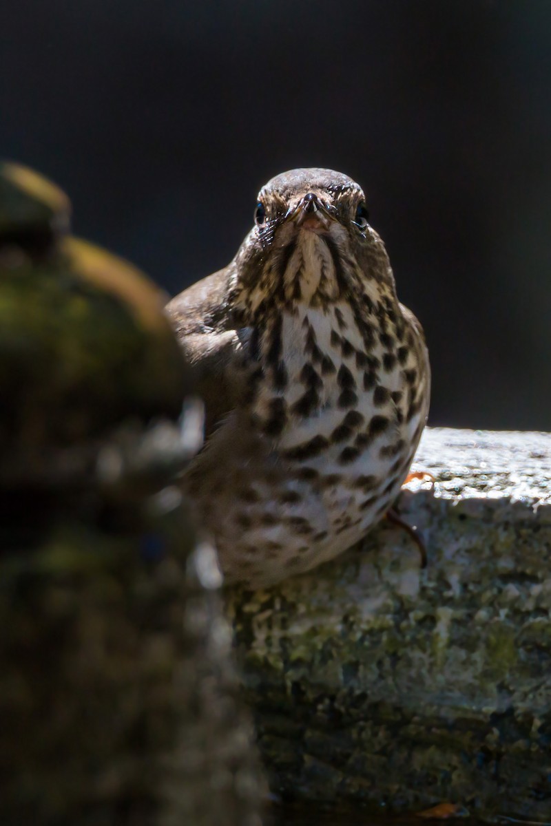 Hermit Thrush - ML620429539