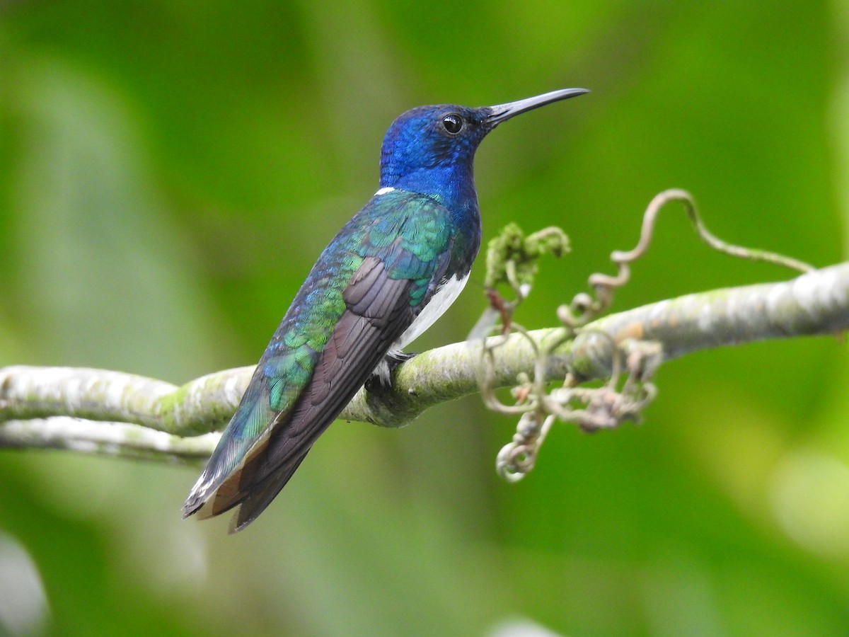 White-necked Jacobin - Coral Avilés Santiago