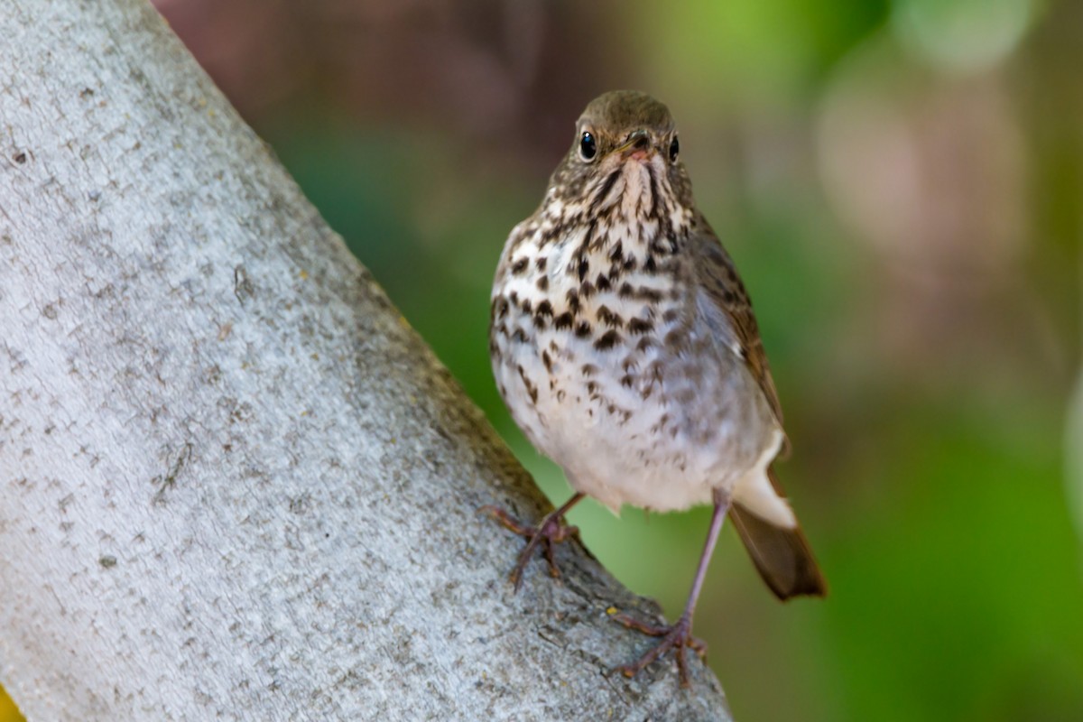 Hermit Thrush - ML620429541