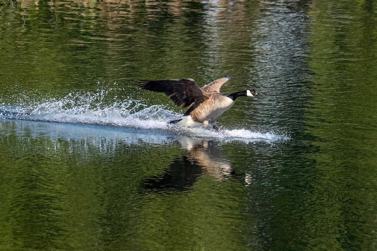 Canada Goose - ML620429542