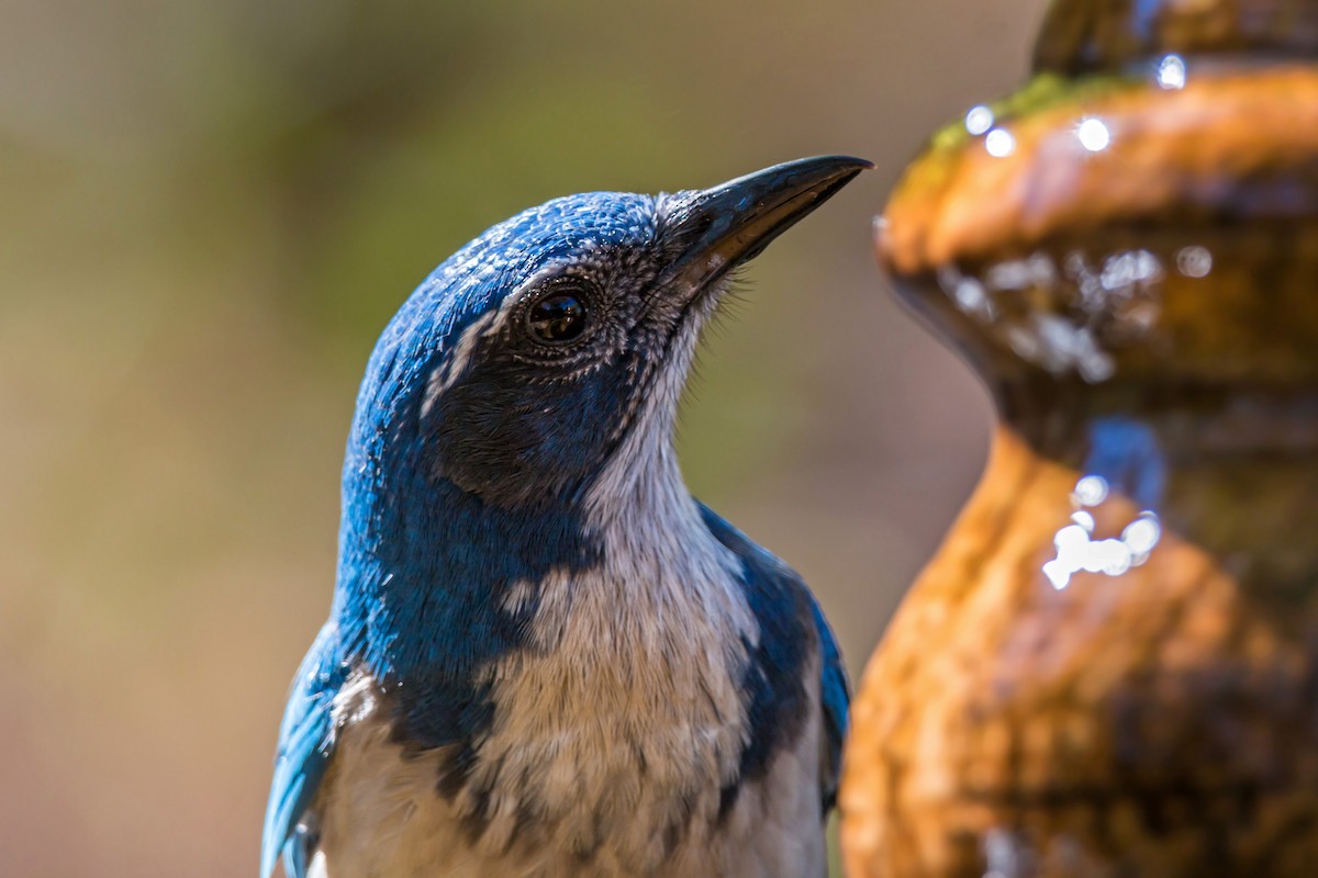 California Scrub-Jay - ML620429546