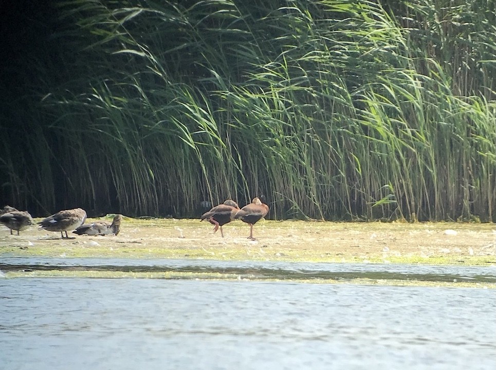 Black-bellied Whistling-Duck - ML620429552