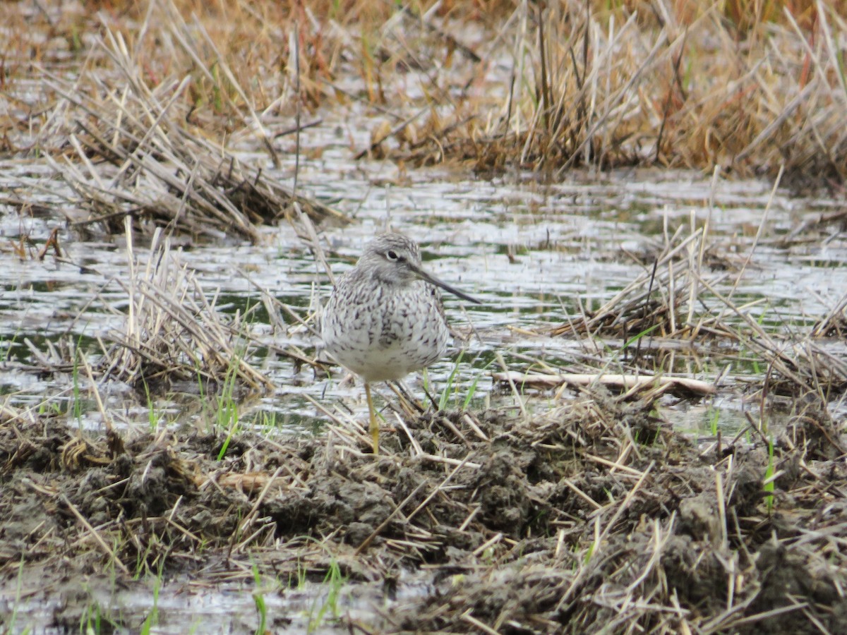 Greater Yellowlegs - ML620429560