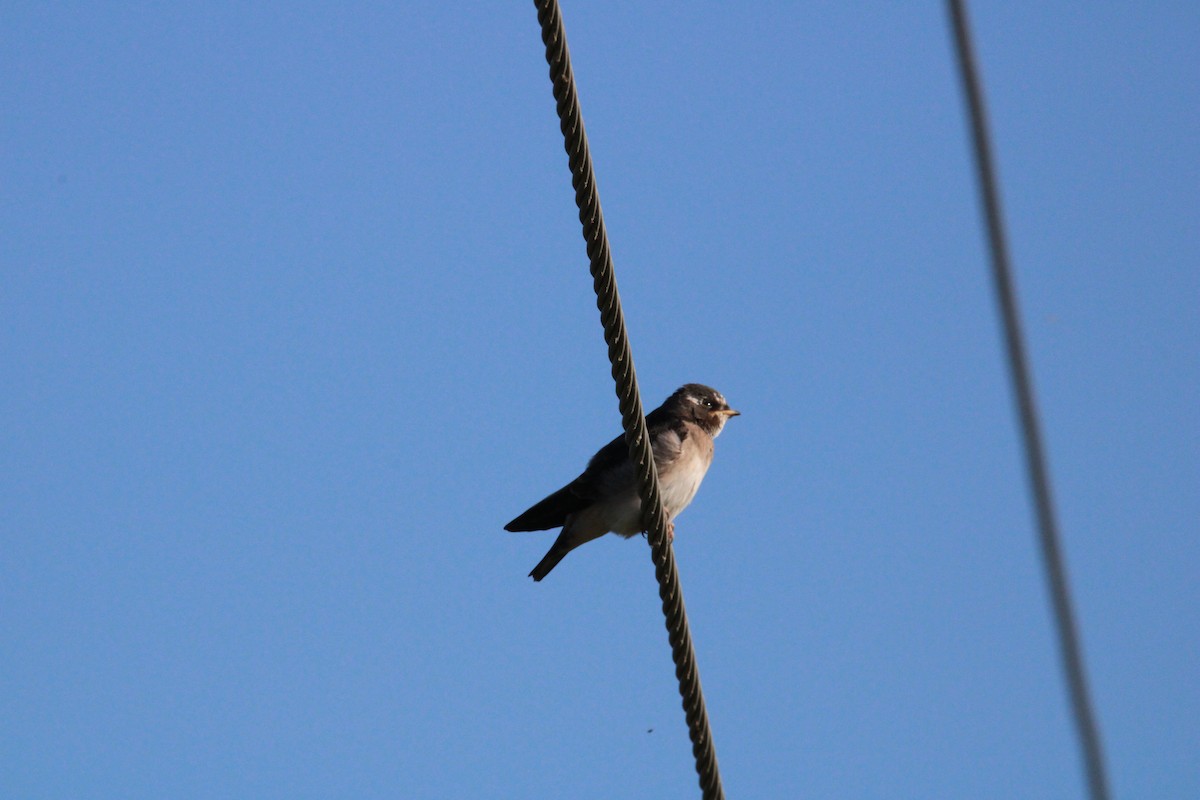 Cliff Swallow - ML620429563