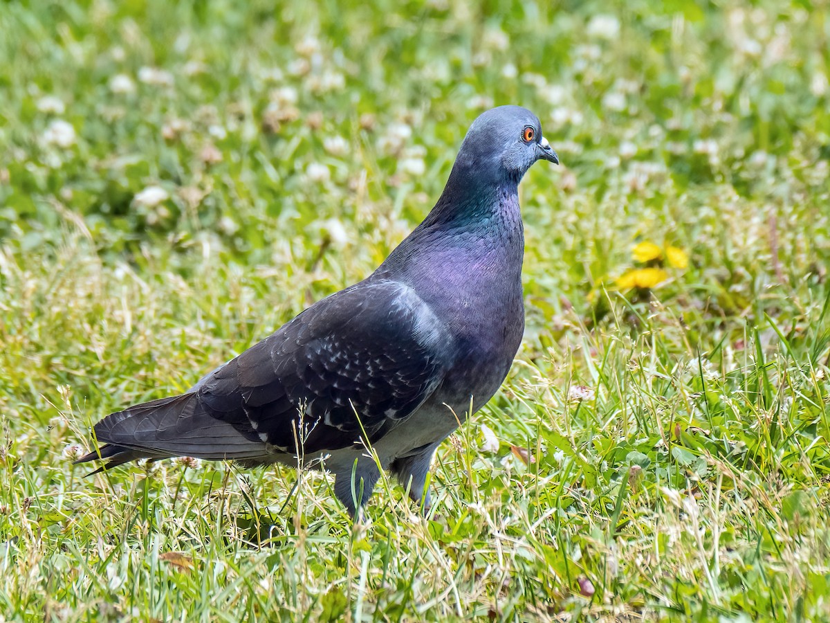 Rock Pigeon (Feral Pigeon) - ML620429565