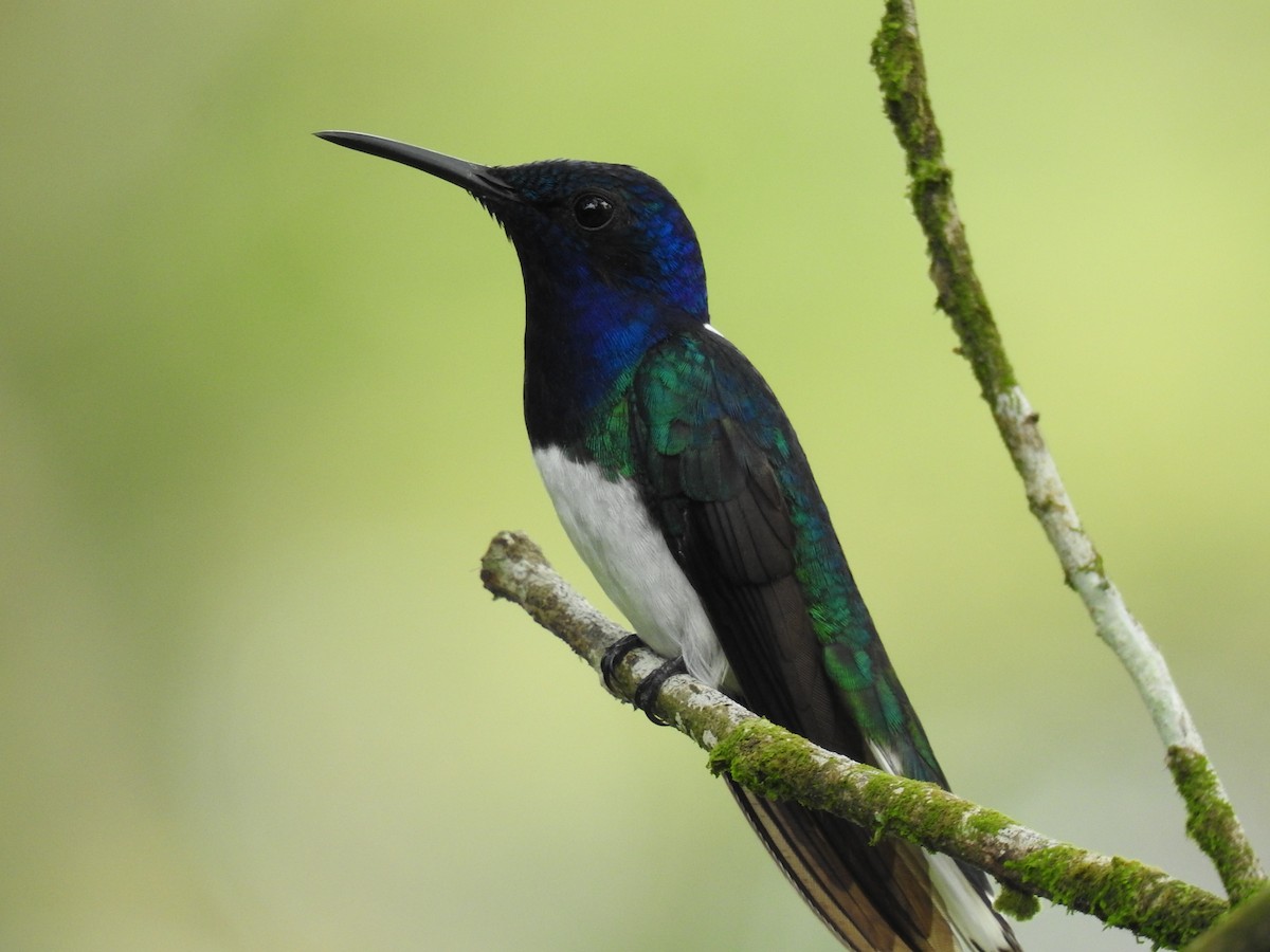 White-necked Jacobin - ML620429568